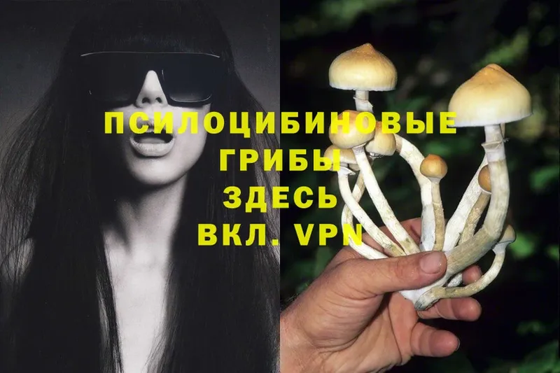 даркнет сайт  блэк спрут   Псилоцибиновые грибы Psilocybe  Опочка 